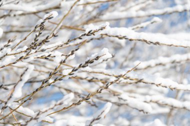 Eski bahar günü, kar söğüt tomurcuklarının üzerinde yatar. Seçici odak ve bulanık arkaplan.