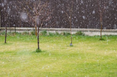 Soğuk bahar günü. Anormal hava, kar. Ukrayna, Nisan 2021.