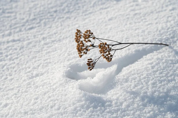 Imprint Plant White Snow Winter Sunny Day Sun Warmed Plant —  Fotos de Stock