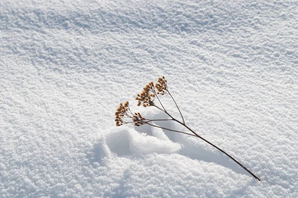 Imprint Plant White Snow Winter Sunny Day Sun Warmed Plant — стоковое фото