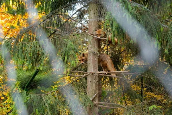 Raposas Num Centro Reabilitação Vida Selvagem Parque Natural Nacional Halych — Fotografia de Stock