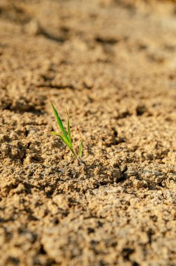 A single green blade of grass emerges from cracked dry earth in a sunlit field, showing life amidst challenging conditions. Nature's resilience is evident.