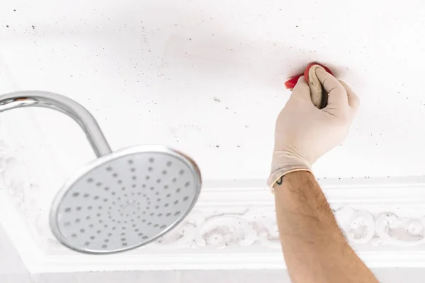 Persona Limpiando Manchas Moho Del Baño Con Guantes Imagen de stock