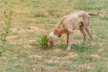 Weimaraner köpeği vücudunu temizlemek için ot yiyor..