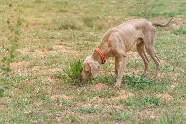 Weimaraner dog eating grass to purge its body.