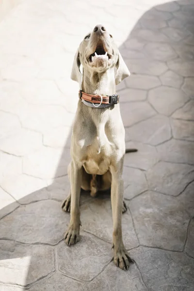 Weimaraner Cão Com Colarinho Vermelho Olhando Frente — Fotografia de Stock