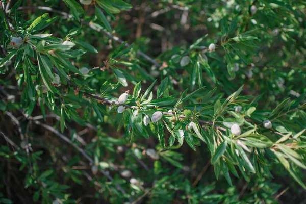 Amêndoas Verdes Árvore Com Folhas Verdes — Fotografia de Stock