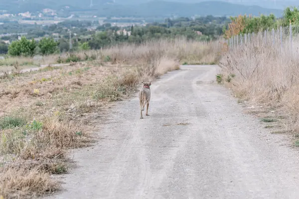Pies Rasy Weimaraner Spacerujący Samotnie Polnej Drodze — Zdjęcie stockowe