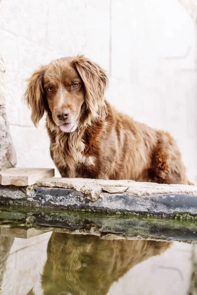 Munsterlander Cão Olhando Para Seu Reflexo Borda Uma Lagoa — Fotografia de Stock