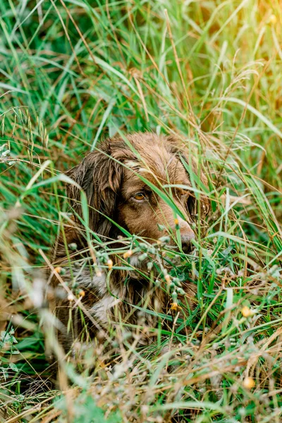 Munsterlander Rasy Pies Ukrywa Czekając Zdobycz — Zdjęcie stockowe