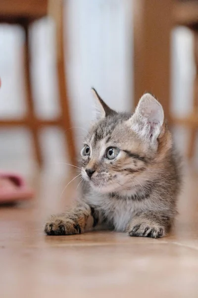 Yerde Yatan Bebek Kedi Etkileşime Girdi — Stok fotoğraf