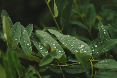 Raindrops on some green leaves.