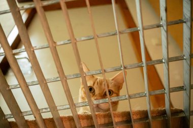 An orange cat peeking its head over a fence.