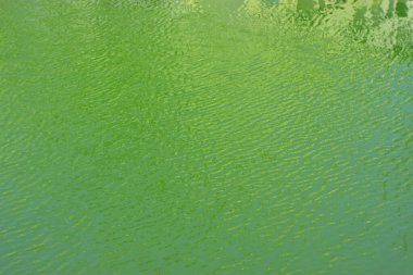 Yeşil gölet suyunda oluşan yumuşak dalgaların yakın çekim görüntüsü soyut bir doku yaratıyor. Suyun nazik hareketi ve sakin yüzey şekilleri bu görüntüyü arka plan, doğa temaları, refah tasarımları, meditasyon görselleri için ideal kılar..