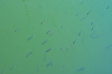 Yeşil gölet suyunda yüzen tilapia balıklarının sualtı görüntüsü doğal hareket ve balık çiftçiliği koşullarını gösteriyor. Bu resim, Güney Asya bölgelerinde yaygın olarak bulunan su kültürünü temsil etmektedir.