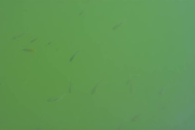 Yeşil gölet suyunda yüzen tilapia balıklarının sualtı görüntüsü doğal hareket ve balık çiftçiliği koşullarını gösteriyor. Bu resim, Güney Asya bölgelerinde yaygın olarak bulunan su kültürünü temsil etmektedir.