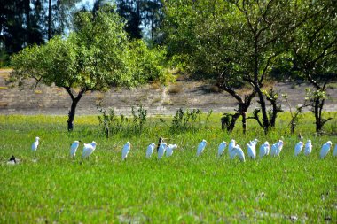 Beyaz balıkçıllar açık yeşil sulak arazide avlanırlar.