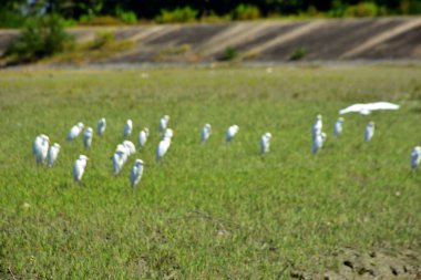 Yakın bir beyaz balıkçıl kümesi güneşli bir günde açık yeşil sulak bir alanda yiyecek arar ve sakin bir kırsal bölgede doğal kuş davranışlarını yakalar..
