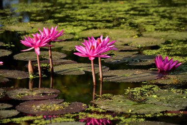 Pembe nilüferler durgun suda berrak yansımaları olan yüzen pedlerin üzerinde dururlar. Doğa, sükunet ve botanik görseller için uygun sakin ve zarif bir çiçek sahnesi..
