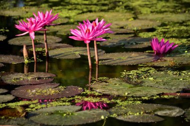 Pembe nilüferler durgun suda berrak yansımaları olan yüzen pedlerin üzerinde dururlar. Doğa, sükunet ve botanik görseller için uygun sakin ve zarif bir çiçek sahnesi..