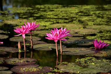 Pembe nilüferler durgun suda berrak yansımaları olan yüzen pedlerin üzerinde dururlar. Doğa, sükunet ve botanik görseller için uygun sakin ve zarif bir çiçek sahnesi..
