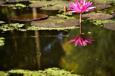 Renkli nilüferler doğal sulak arazi ortamında nilüferlerin üzerine yükselir. Canlı bir botanik sahnesi çiçek, su bitkileri ve barışçıl doğa sergileniyor..