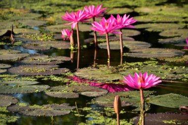 Renkli nilüferler doğal sulak arazi ortamında nilüferlerin üzerine yükselir. Canlı bir botanik sahnesi çiçek, su bitkileri ve barışçıl doğa sergileniyor..