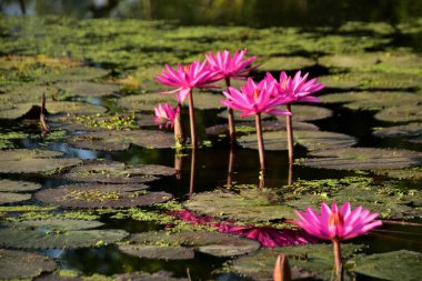 Renkli nilüferler doğal sulak arazi ortamında nilüferlerin üzerine yükselir. Canlı bir botanik sahnesi çiçek, su bitkileri ve barışçıl doğa sergileniyor..