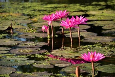 Renkli nilüferler doğal sulak arazi ortamında nilüferlerin üzerine yükselir. Canlı bir botanik sahnesi çiçek, su bitkileri ve barışçıl doğa sergileniyor..