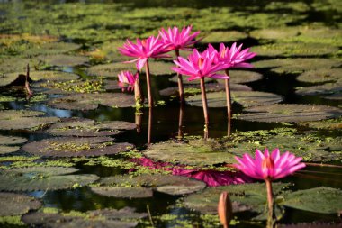 Renkli nilüferler doğal sulak arazi ortamında nilüferlerin üzerine yükselir. Canlı bir botanik sahnesi çiçek, su bitkileri ve barışçıl doğa sergileniyor..