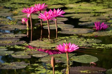 Renkli nilüferler doğal sulak arazi ortamında nilüferlerin üzerine yükselir. Canlı bir botanik sahnesi çiçek, su bitkileri ve barışçıl doğa sergileniyor..