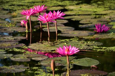Renkli nilüferler doğal sulak arazi ortamında nilüferlerin üzerine yükselir. Canlı bir botanik sahnesi çiçek, su bitkileri ve barışçıl doğa sergileniyor..