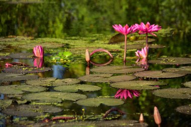 Renkli nilüferler doğal sulak arazi ortamında nilüferlerin üzerine yükselir. Canlı bir botanik sahnesi çiçek, su bitkileri ve barışçıl doğa sergileniyor..