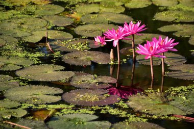 Yumuşak güneş ışığı, nilüfer çiçeği gibi pembe nilüferleri ve sessiz bir gölette yüzen yeşil nilüferleri aydınlatır. Doğal, ferahlatıcı bir sulak arazi. Doğa, bitkiler ve çevre kavramları için ideal..