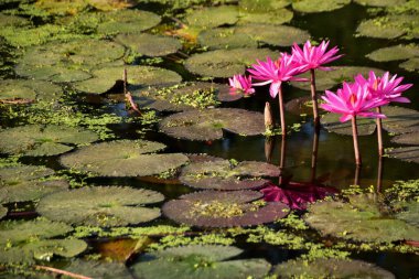 Yumuşak güneş ışığı, nilüfer çiçeği gibi pembe nilüferleri ve sessiz bir gölette yüzen yeşil nilüferleri aydınlatır. Doğal, ferahlatıcı bir sulak arazi. Doğa, bitkiler ve çevre kavramları için ideal..