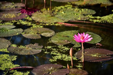 Yumuşak güneş ışığı, nilüfer çiçeği gibi pembe nilüferleri ve sessiz bir gölette yüzen yeşil nilüferleri aydınlatır. Doğal, ferahlatıcı bir sulak arazi. Doğa, bitkiler ve çevre kavramları için ideal..