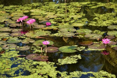 Yumuşak güneş ışığı, nilüfer çiçeği gibi pembe nilüferleri ve sessiz bir gölette yüzen yeşil nilüferleri aydınlatır. Doğal, ferahlatıcı bir sulak arazi. Doğa, bitkiler ve çevre kavramları için ideal..