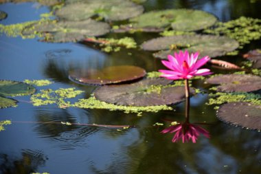 Yumuşak güneş ışığı, nilüfer çiçeği gibi pembe nilüferleri ve sessiz bir gölette yüzen yeşil nilüferleri aydınlatır. Doğal, ferahlatıcı bir sulak arazi. Doğa, bitkiler ve çevre kavramları için ideal..