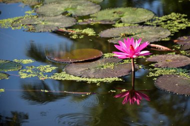Yumuşak güneş ışığı, nilüfer çiçeği gibi pembe nilüferleri ve sessiz bir gölette yüzen yeşil nilüferleri aydınlatır. Doğal, ferahlatıcı bir sulak arazi. Doğa, bitkiler ve çevre kavramları için ideal..