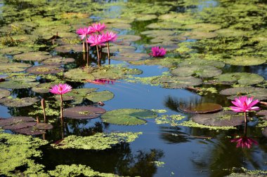 Nilüferler ve doğal yansımalarla çevrili sakin bir gölette huzur içinde açan parlak pembe nilüferler. Çiçek, botanik ve manzara temaları için mükemmel sakin bir doğa sahnesi.