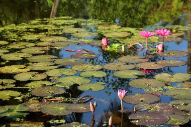 Nilüferler ve doğal yansımalarla çevrili sakin bir gölette huzur içinde açan parlak pembe nilüferler. Çiçek, botanik ve manzara temaları için mükemmel sakin bir doğa sahnesi.