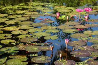 Nilüferler ve doğal yansımalarla çevrili sakin bir gölette huzur içinde açan parlak pembe nilüferler. Çiçek, botanik ve manzara temaları için mükemmel sakin bir doğa sahnesi.