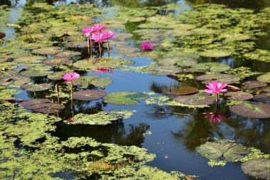 Nilüferler ve doğal yansımalarla çevrili sakin bir gölette huzur içinde açan parlak pembe nilüferler. Çiçek, botanik ve manzara temaları için mükemmel sakin bir doğa sahnesi.