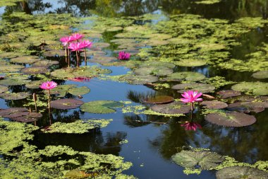 Nilüferler ve doğal yansımalarla çevrili sakin bir gölette huzur içinde açan parlak pembe nilüferler. Çiçek, botanik ve manzara temaları için mükemmel sakin bir doğa sahnesi.