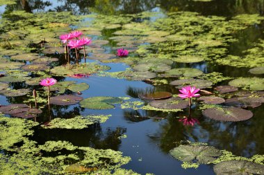 Nilüferler ve doğal yansımalarla çevrili sakin bir gölette huzur içinde açan parlak pembe nilüferler. Çiçek, botanik ve manzara temaları için mükemmel sakin bir doğa sahnesi.