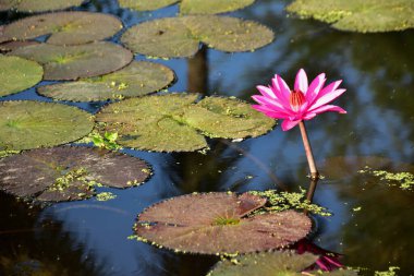Nilüferler ve doğal yansımalarla çevrili sakin bir gölette huzur içinde açan parlak pembe nilüferler. Çiçek, botanik ve manzara temaları için mükemmel sakin bir doğa sahnesi.