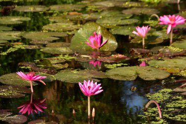 Nilüferler ve doğal yansımalarla çevrili sakin bir gölette huzur içinde açan parlak pembe nilüferler. Çiçek, botanik ve manzara temaları için mükemmel sakin bir doğa sahnesi.