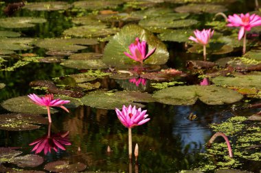 Nilüferler ve doğal yansımalarla çevrili sakin bir gölette huzur içinde açan parlak pembe nilüferler. Çiçek, botanik ve manzara temaları için mükemmel sakin bir doğa sahnesi.