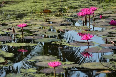 Renkli nilüferler doğal sulak arazi ortamında nilüferlerin üzerine yükselir. Canlı bir botanik sahnesi çiçek, su bitkileri ve barışçıl doğa sergileniyor..