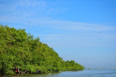 Mangrov ağaçları gelgit kıyılarının üzerinde yükselerek sakin su yolları boyunca yemyeşil bir duvar oluştururlar. Karmaşık kökleri ve hala yansımaları kıyı sulak ormanlarının doğal cazibesini ve çevresel önemini yansıtıyor..